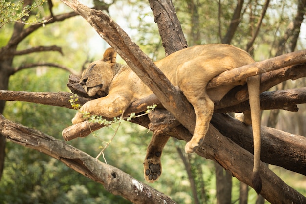Il leone dorme sull&#39;albero