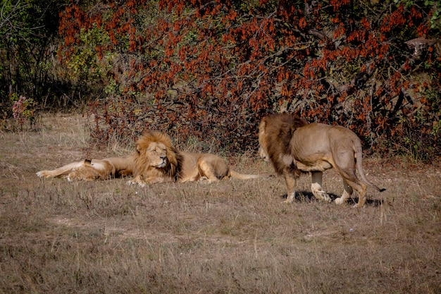 Il leone e la leonessa stanno riposando, sdraiati sull'erba. Un altro leone cammina verso di loro. Parco Taigan.