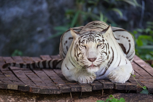 Il leone esposto nello zoo