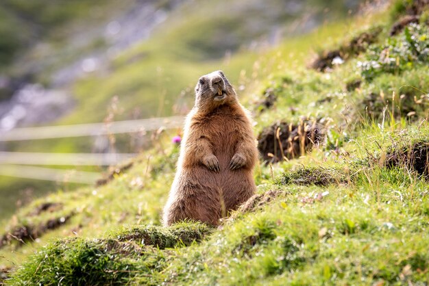 Il leone in piedi in un campo