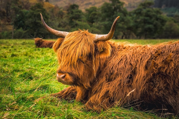 Il leone in un campo