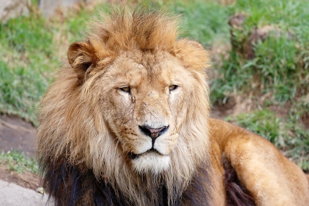 Il leone maestoso che si rilassa sul campo