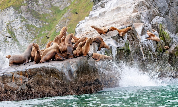 Il leone marino di Steller seduto su un'isola rocciosa nell'Oceano Pacifico sulla penisola di Kamchatka