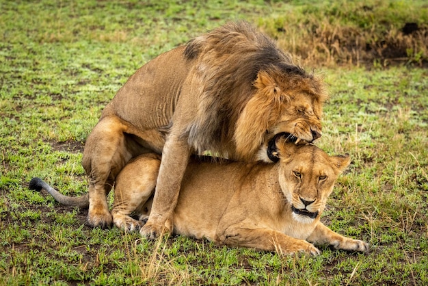 Il leone maschio che si accoppiano morde l'orecchio della femmina