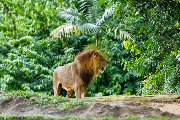 Il leone (Panthera leo) nella foresta della giungla.