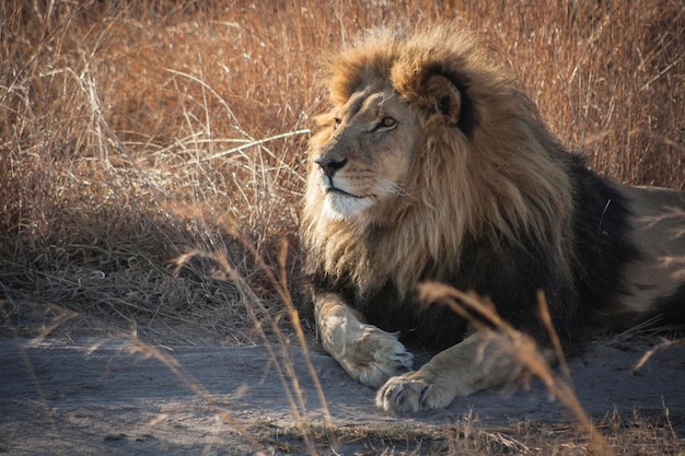 Il leone seduto sul campo