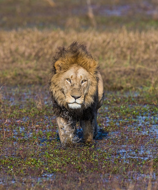 Il leone sta attraversando la palude