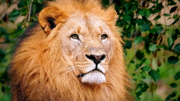 Il leone su sfondo nero