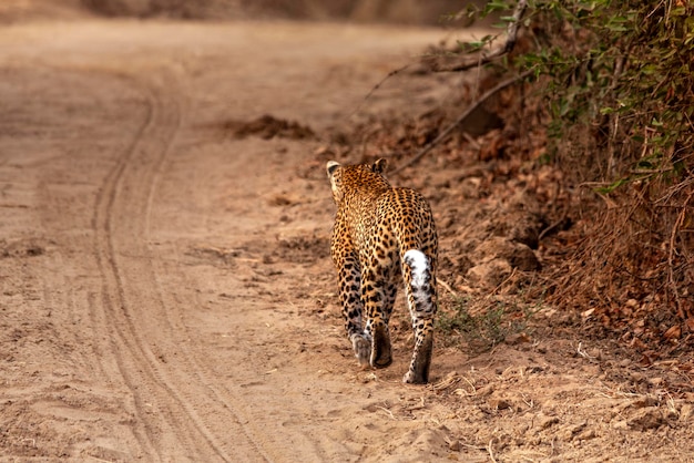 Il leopardo cammina nella savana