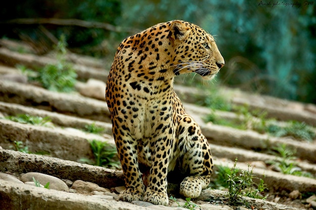 Il leopardo che guarda da un'altra parte