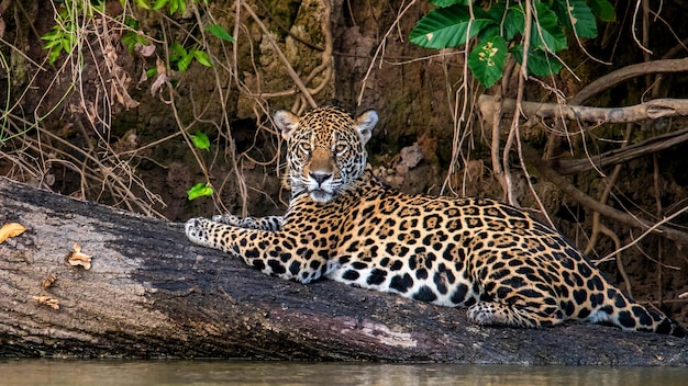 Il leopardo giace su un albero vicino al fiume