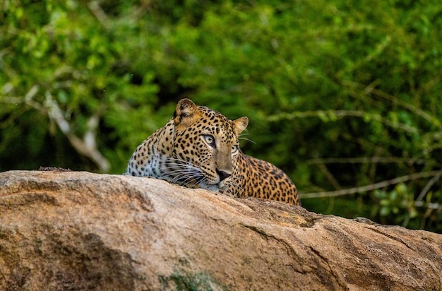 Il leopardo Panthera pardus kotiya giace su una grande roccia nel Parco nazionale di Yala, nello Sri Lanka