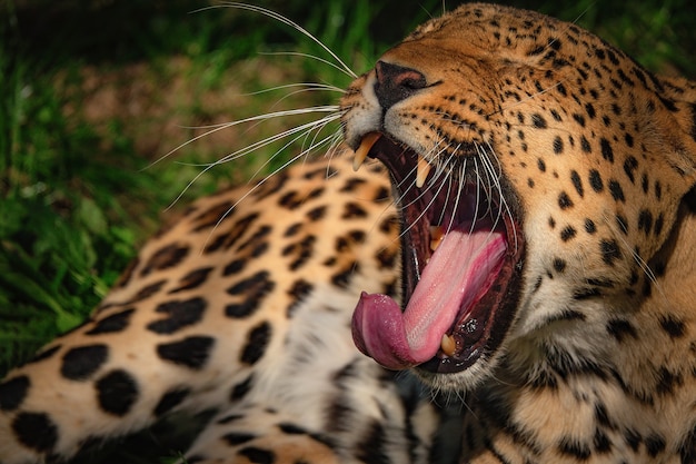 Il leopardo sbadiglia