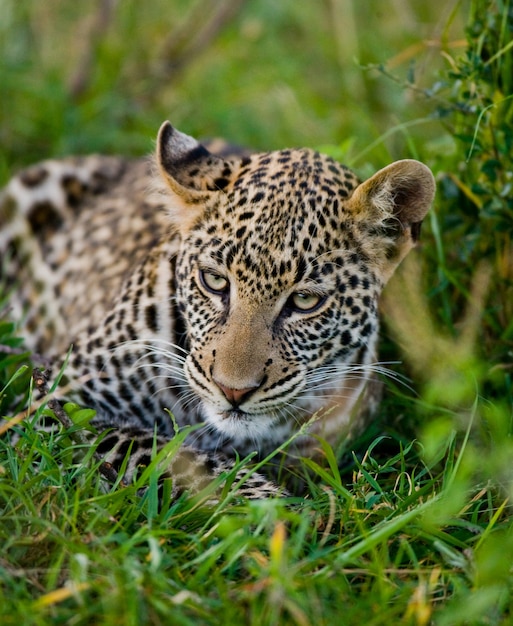 Il leopardo si nasconde nell'erba. Avvicinamento. Parco Nazionale. Kenya. Tanzania. Maasai Mara. Serengeti.