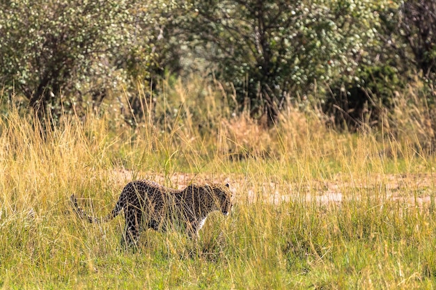 Il leopardo sta camminando nell'erba. Kenya, Africa