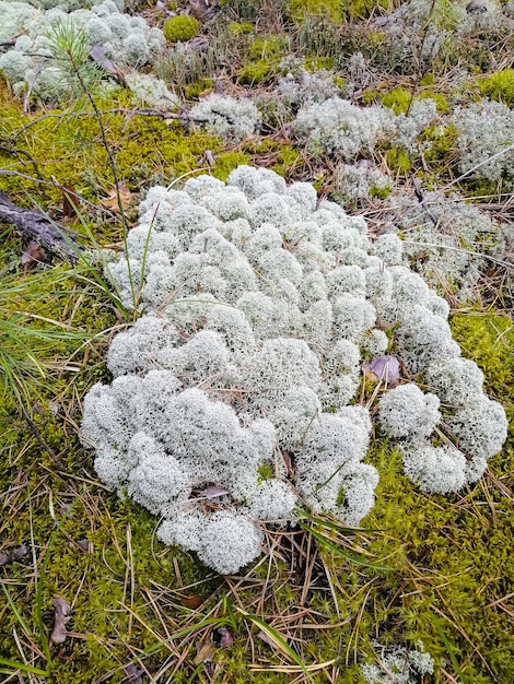 Il lichene bianco cresce nella foresta Natura Muschio sulla strada Natura selvaggia