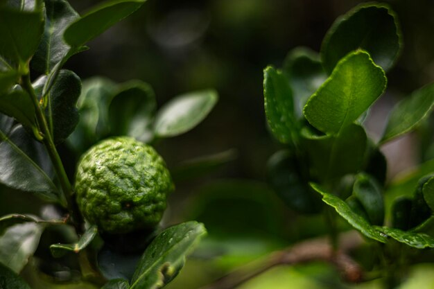 Il lime kaffir porta frutti