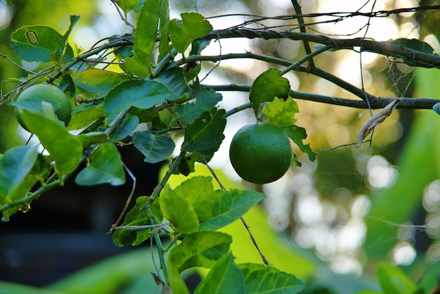 Il lime verde fresco appeso all'albero in fattoria con tecnica di messa a fuoco selettiva