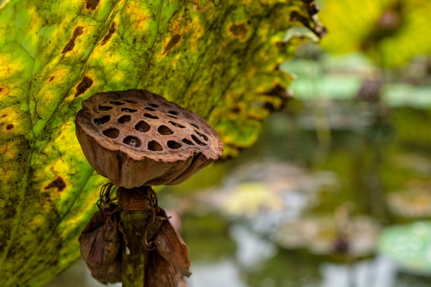 Il loto appassisce e muore alberi