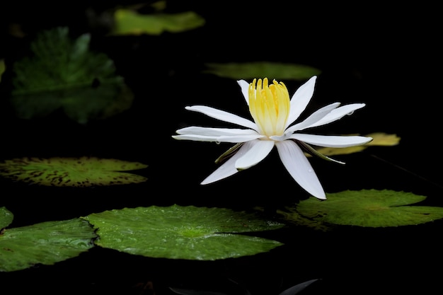 Il loto bianco con foglia è nel canale