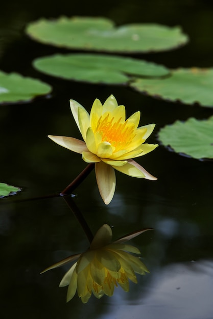 Il loto con bellissimi colori nel giardino.