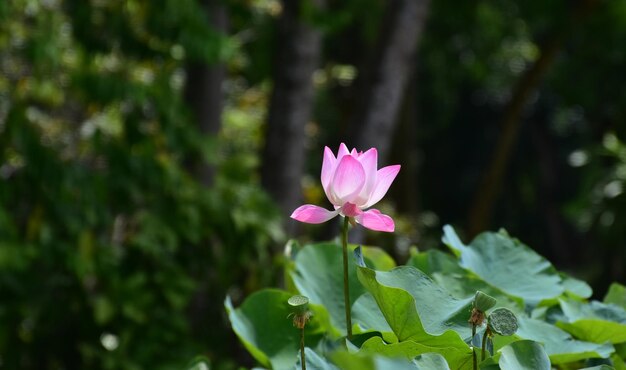 Il loto è un fiore di loto rosa che ha già fiorito