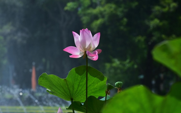 Il loto è un fiore di loto rosa che ha già fiorito