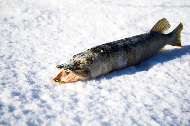 Il luccio appena pescato si trova sulla neve bianca