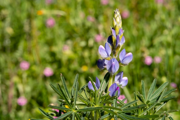 Il lupino selvatico annuale blu lupinus angustifolius che cresce in un campo e si diffonde per capsula di semi aggiunge colore al paesaggio del tardo inverno