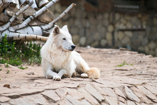 il lupo bianco albino si trova nello zoo