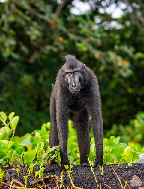 Il macaco crestato di Celebes è in piedi sulla sabbia sullo sfondo della giungla Indonesia Sulawesi