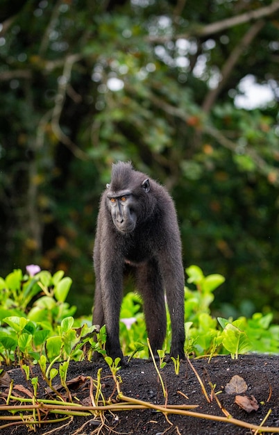 Il macaco crestato di Celebes è in piedi sulla sabbia sullo sfondo della giungla Indonesia Sulawesi