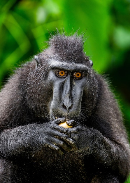 Il macaco crestato di Celebes sta mangiando la frutta Indonesia Sulawesi