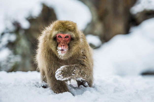 Il macaco giapponese è seduto nella neve. Giappone. Nagano. Parco delle scimmie di Jigokudani.