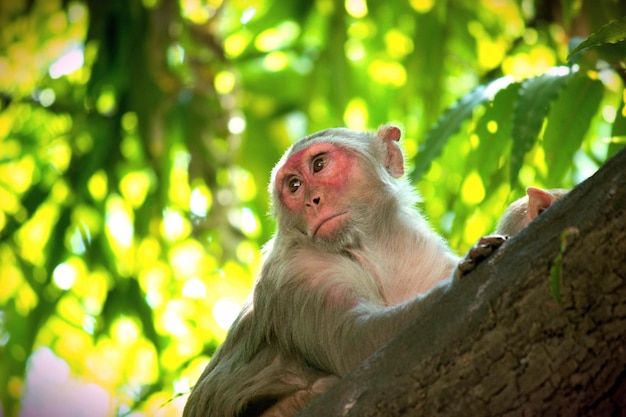 Il macaco rhesus Monkey seduto sulla cima dell'albero