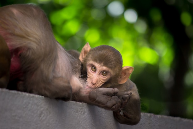 Il macaco Rhesus