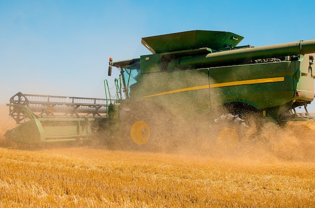 Il macchinario agricolo raccoglie il raccolto giallo del grano nel campo aperto un giorno luminoso soleggiato