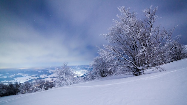 Il maestoso cielo stellato sopra il paesaggio montano invernale Scena notturna Meravigliosi abeti alti con chiaro di luna Carpazi Ucraina Europa