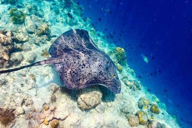 Il magnifico mondo sottomarino delle Maldive