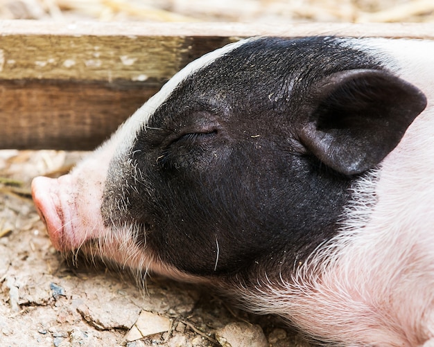 Il maiale dorme nell&#39;allevamento di maiali in natura