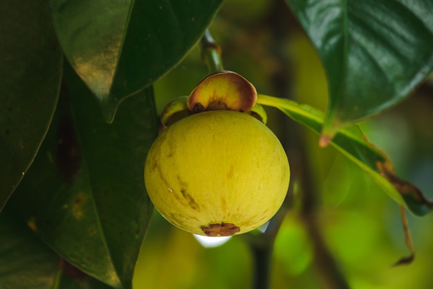 Il mangostano sull'albero è un frutto tailandese locale. Il gusto è dolce, aspro e ha un sapore morbido.