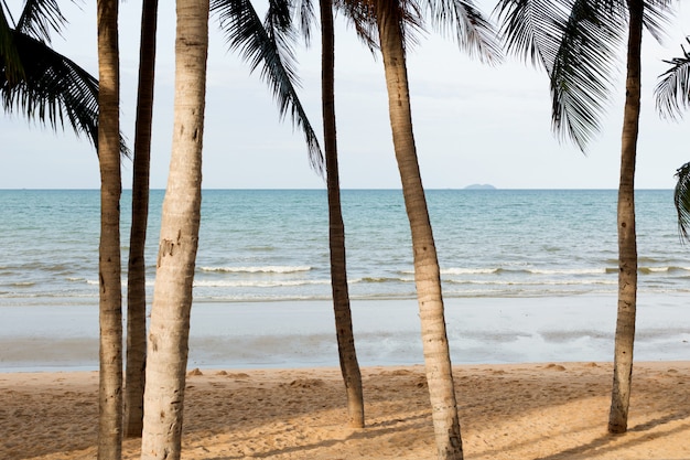 Il mare è visibile attraverso i rami delle palme