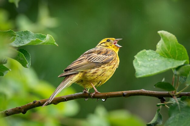 Il martello giallo canta sul ramo nella natura estiva soleggiata