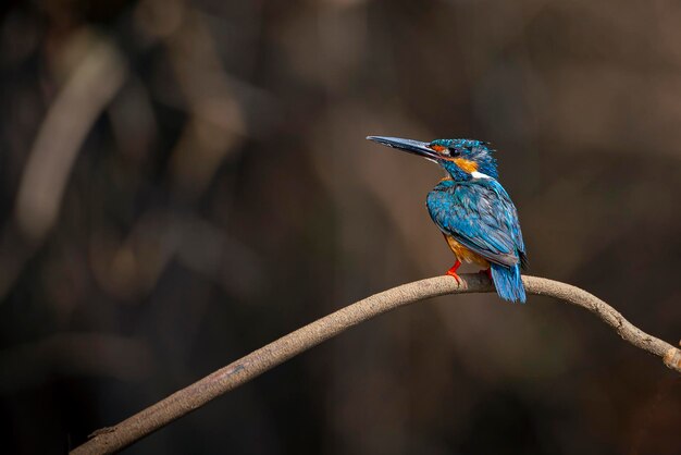 Il martin pescatore comune Alcedo è noto anche come martin pescatore eurasiatico e martin pescatore di fiume