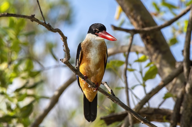 Il martin pescatore dal cappuccio nero che si appollaia sul ramo di albero, Thailandia