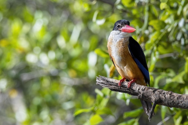 Il martin pescatore dal cappuccio nero che si appollaia sul ramo di albero, Thailandia