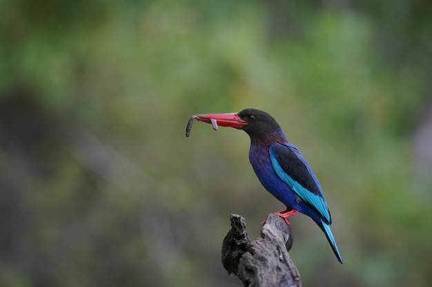 il martin pescatore di Giava sta mangiando e si è appollaiato su un ramo