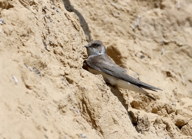 Il martino delle sabbie si siede vicino al nido con l'erba accanto a lui