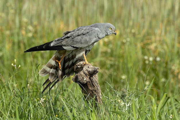 Il maschio adulto di Montagus harrier alla sua torre di guardia preferita all'interno del suo territorio di riproduzione