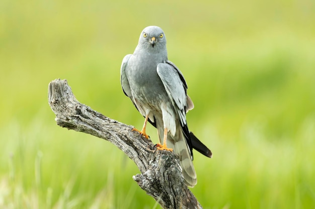 Il maschio adulto di Montagus harrier alla sua torre di guardia preferita all'interno del suo territorio di riproduzione